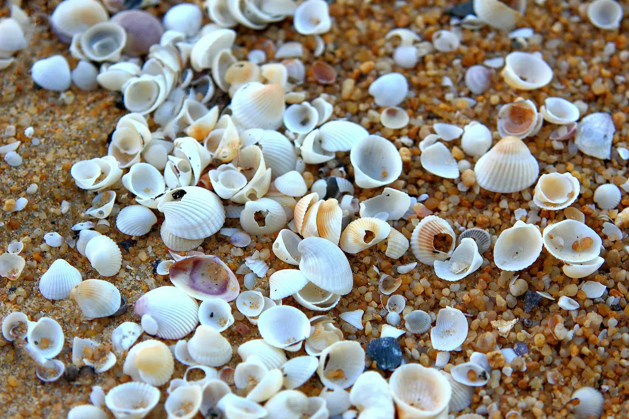 How to Style Seashell Necklaces for Every Season: A Guide to Coastal Chic